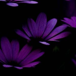 Meet your Posher, Roy